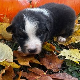 Phing - Black tri-color male Australian Shepherd puppy in Saint Maries, Idaho from North Idaho Aussies