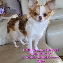 Brookie - Chocolate sabled fawn female Chihuahua puppy in South Charleston, Ohio from Fine Whines & Lickers