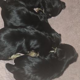 Boy 2 - Black tan and white male Biewer Terrier puppy in North Augusta, South Carolina from Tiny Paws Luxury Pets