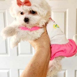 Maltese, Maltipoo, and Poodle Puppies from C&Js Tiny Toys