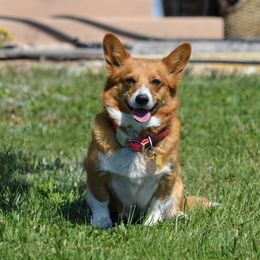 Gabby - Pembroke Welsh Corgi