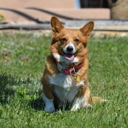 Gabby - Pembroke Welsh Corgi