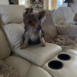 Yorkshire Terrier All Grown Up from My Yorkie Melts❤️❤️❤️