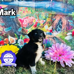 BTM red collar - Black tri-color male Australian Shepherd puppy in Greenville, Texas from Amandas Aussies