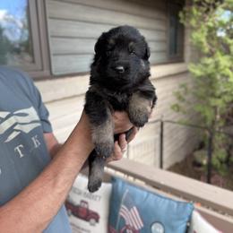 Male - Black and tan male German Shepherd puppy in Windsor, Colorado from German Shepherds