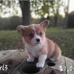 Girl 3 - Red female Pembroke Welsh Corgi puppy in Nixa, Missouri from Pistol Creek Puppies