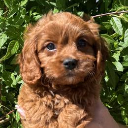 Juliet - Red female Cavapoo puppy in Tucson, Arizona from Adored Poodle & Doodles