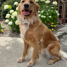 Goldendoodles from Mayes Puppies