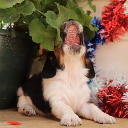 Basset Hound Puppies from Pleasant Bay Basset Hounds