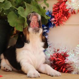 Basset Hound Puppies from Pleasant Bay Basset Hounds