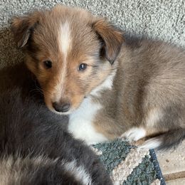 Girl 1 - Sable and white Shetland Sheepdog puppy in Buffalo, Minnesota from Gulstad’s Shelties