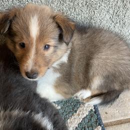 Girl 1 - Sable and white Shetland Sheepdog puppy in Buffalo, Minnesota from Gulstad’s Shelties