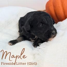 Maple - Phantom female Goldendoodle puppy in Livermore, Colorado from Heritage Hills Family Doodles