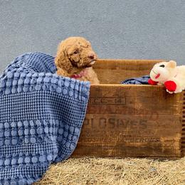 'Winnie': Muddy Foots Long Range Legend - Apricot female Poodle puppy in Orlando, Florida from Sabrina Beck