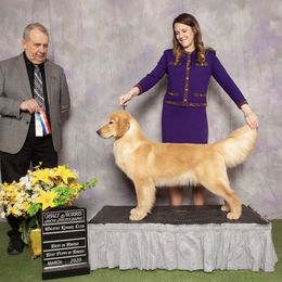 Golden Retriever Puppies from Briarcrest Golden Retrievers