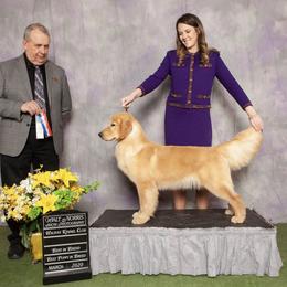 Golden Retriever Puppies from Briarcrest Golden Retrievers