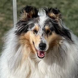 Kennedy - Collie