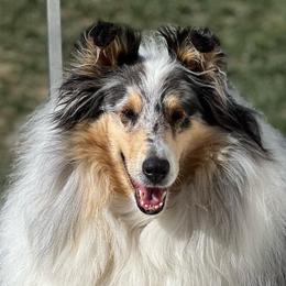 Kennedy - Collie