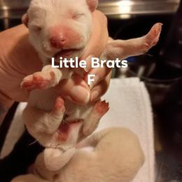 Shiba Inu puppies from Little Brats