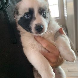 Obsidian, Blue Merle Mini Aussie with Tail - Blue merle male Miniature Australian Shepherd puppy in Douglas, Arizona from Starry-Eyed Mini Aussies with Tails