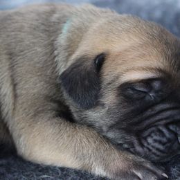 Mastiff Puppies from Fire Creek Mastiffs