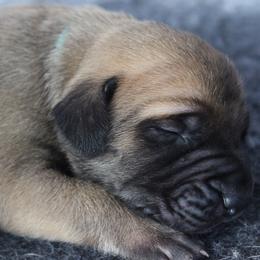 Mastiff Puppies from Fire Creek Mastiffs