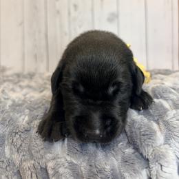Yellow Collar Black Male - Black male Labrador Retriever puppy in Gainesville, Georgia from Rucker Retrievers