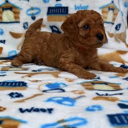 Poodle Puppies from The Victorious Poodle’s