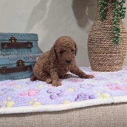 Trixie (AKC) - Red  female Poodle puppy in Rainbow City, Alabama from Spinks Poodles