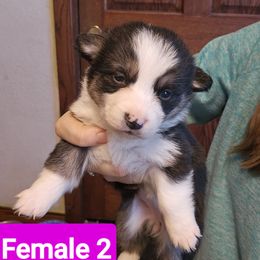Pembroke Welsh Corgi Puppies from McGraw's Paws 🐾