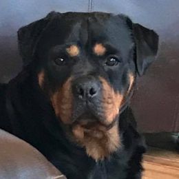 Rottweilers from Van Beneden Rottweilers