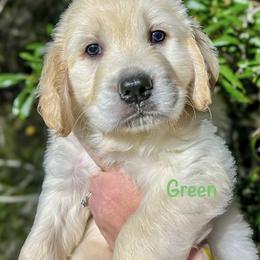 Golden Retriever Puppies from CentralFLGoldens