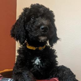 Goldendoodle Puppies from Dream Lake Doodles
