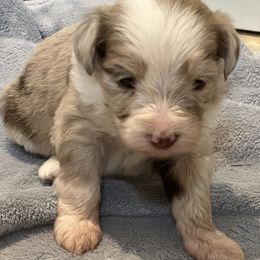 Aussiedoodle, Bordoodle, and Goldendoodle Puppies from Korbella Farm