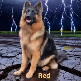 Red - German Shepherd