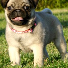 Pugs from Riverview Pugs