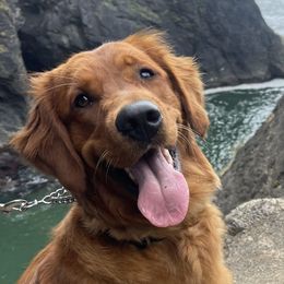 Golden Retrievers from Kingsbourgh Retrievers