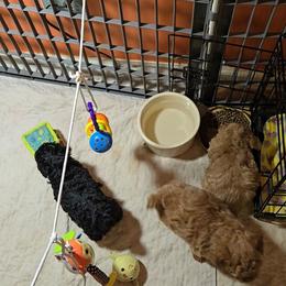 Jess - Black female Poodle puppy in Mc Dade, North Carolina from Toy Poodles of NC