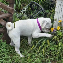 Pug puppies from khshibas-khpugs
