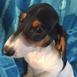 Sadie - Piebald female Dachshund puppy in Covington, Kentucky from K&L Dachshunds