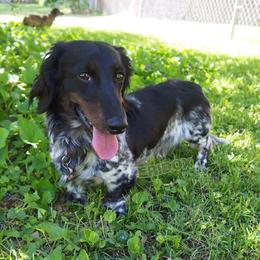 Gabriel - Dachshund