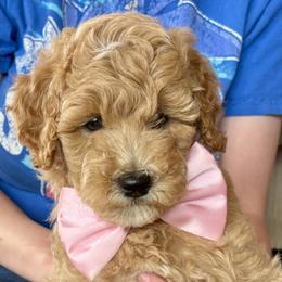 Sugar May - Apricot female Goldendoodle puppy in Roy, Utah from Doodles are Amazing