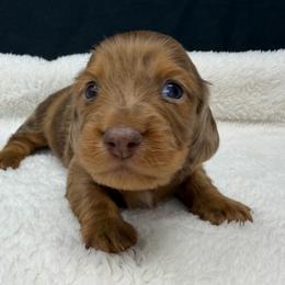 Zeppelin - Dapple male Dachshund puppy in Pulaski, Tennessee from Billboard Doxies
