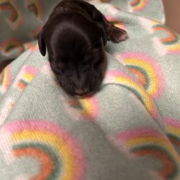 Boy 2 - Black and tan male Dachshund puppy in Columbiana, Alabama from Tonya's Dachshunds
