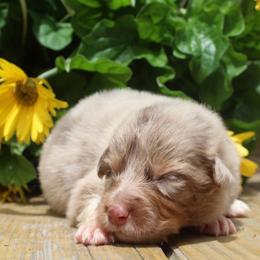 Poppy - Red merle female Australian Shepherd puppy in Star City, Arkansas from Blush & Lace Aussie Co.