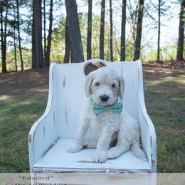 Edward green collar - Cream male Goldendoodle puppy in Lexington, North Carolina from Deborah’s Doodles
