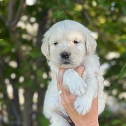 Blue Collar Boy - Light golden male Golden Retriever puppy in Utah from Deseret Peak Goldens