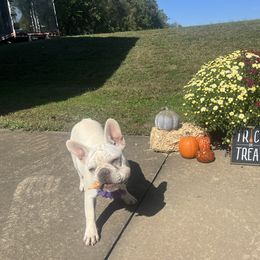 Girl 4 - Cream female French Bulldog puppy in Union City, Tennessee from West Tennesse Frenchies