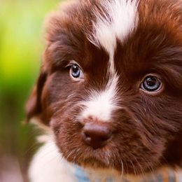 Poppy - White and brown Newfoundland puppy in Madison, Wisconsin from Riddle Family Newfoundland