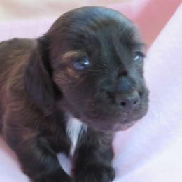 Dachshund Puppies from BB's Doxies